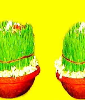कजरियां (भुजरियां)